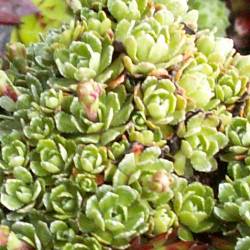 Sempervivum - Dachwurz - Hauswurz